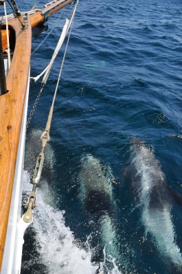 A group of 10 or so dolphins joined the boat for almost half an hour playing at the bow and jumping around beside the boat as we sailed along