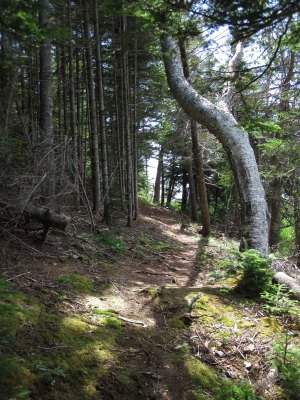 Hiking trail on the island sheltering Baddeck Harbour.